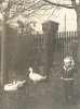 Im Garten, Junge in Matrozenanzug , daneben Gänse, Lebensstil einer gutbürgerlichen Familie in Deutschland zwischen 1900 und 1910