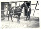 Junge sitzt auf angeschirrtes Pferd, Historische Fotografie - Eine Kindheit in Deutschland, 1934