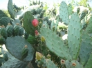 Feigenkaktus und Kaktusfeigen in Alanya