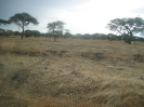 Tarangire Nationalpark, Tansania